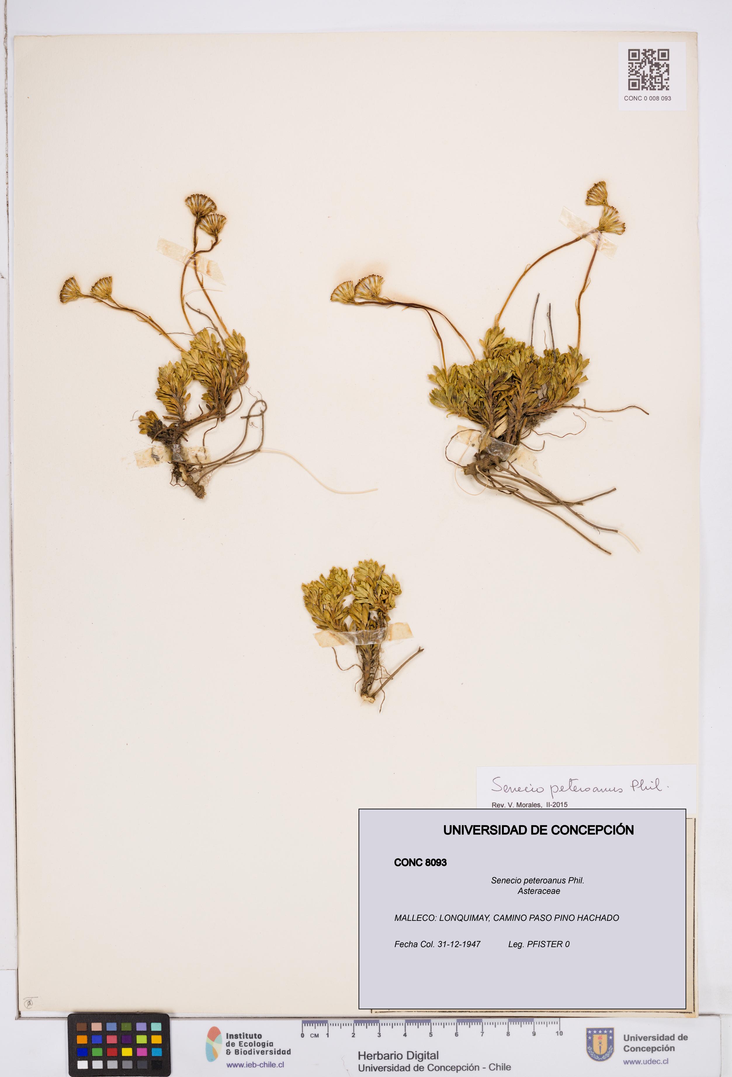 Senecio peteroanus [Espécimen: ]