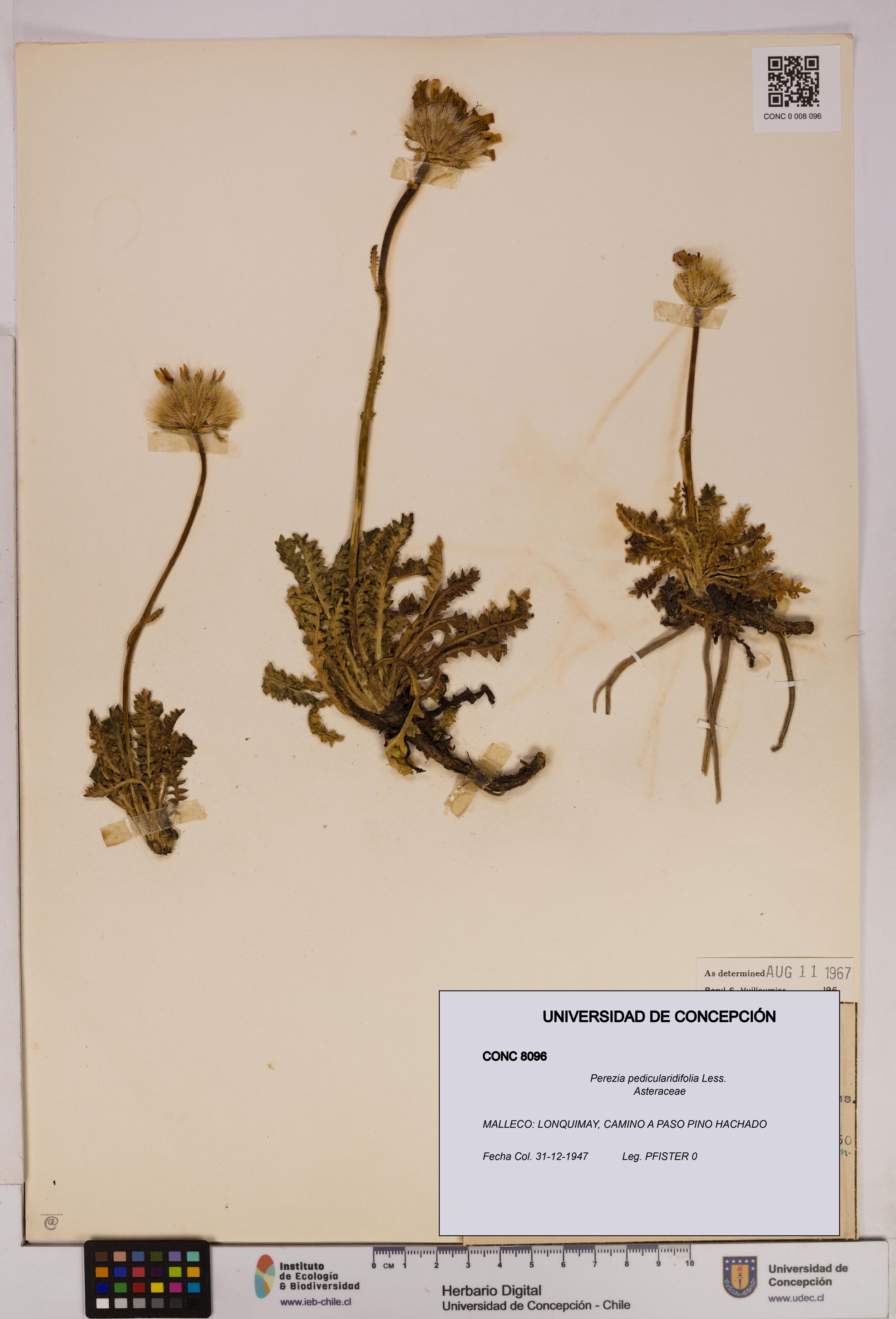 Perezia pedicularidifolia [Espécimen: UDEC:CONC:0008096]