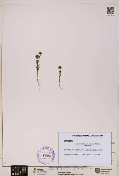 Helenium aromaticum [Espécimen: UDEC:CONC:0008098]