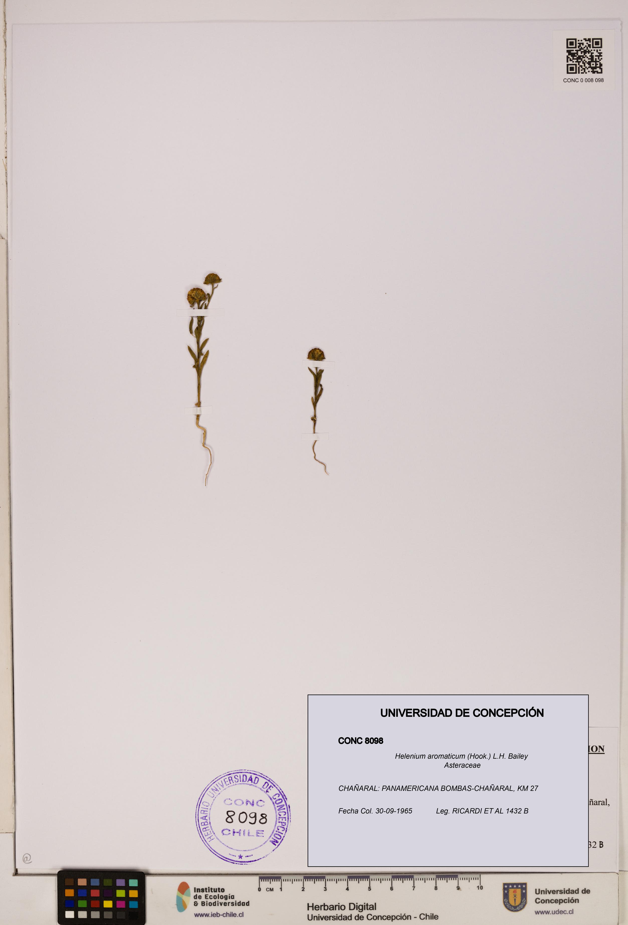 Helenium aromaticum [Espécimen: UDEC:CONC:0008098]