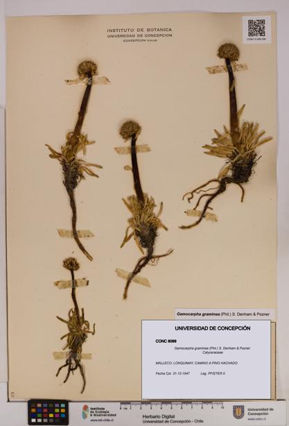 Gamocarpha graminea [Espécimen: UDEC:CONC:0008099]