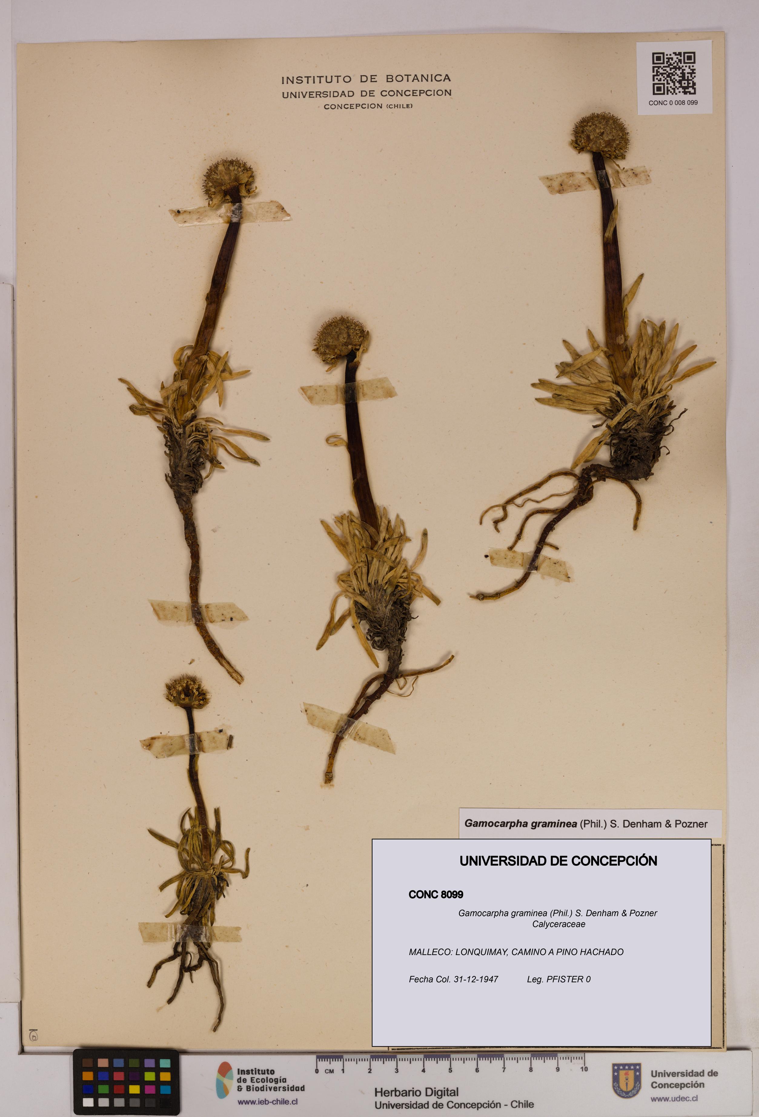 Gamocarpha graminea [Espécimen: UDEC:CONC:0008099]