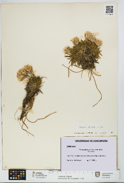 Perezia pilifera [Espécimen: UDEC:CONC:0008101]