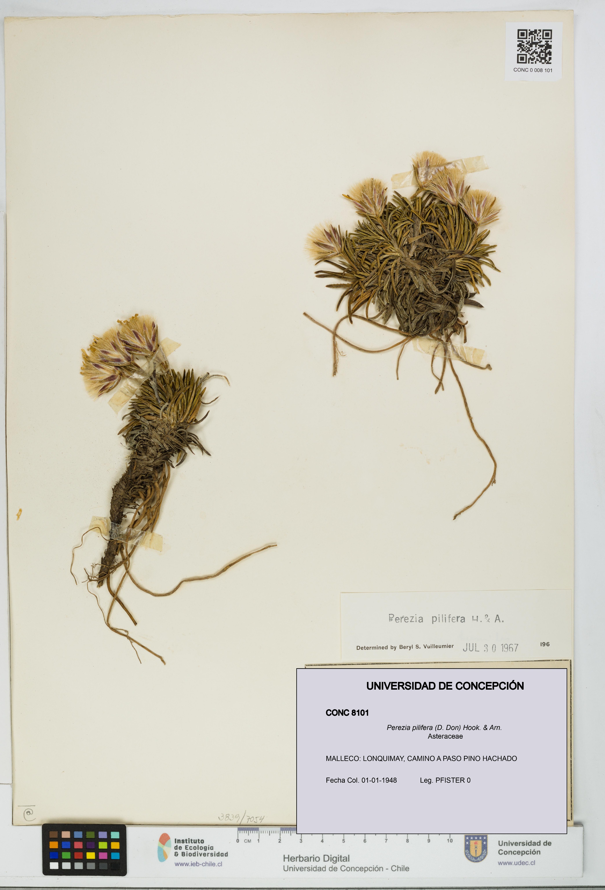 Perezia pilifera [Espécimen: UDEC:CONC:0008101]