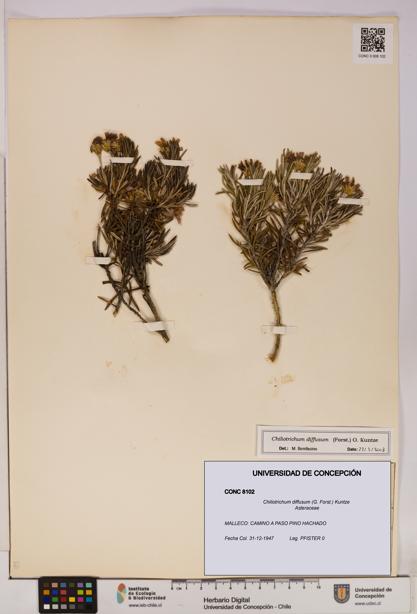 Chiliotrichum diffusum [Espécimen: UDEC:CONC:0008102]