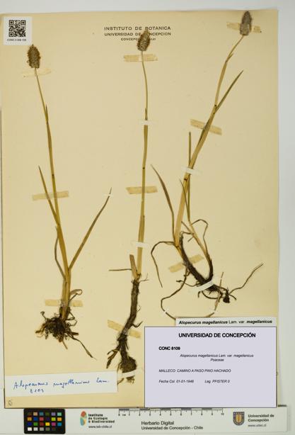 Alopecurus magellanicus var. magellanicus [Espécimen: UDEC:CONC:0008109]