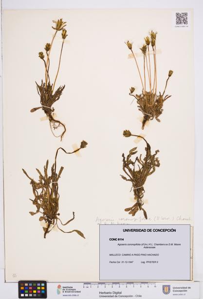 Agoseris coronopifolia [Espécimen: ]