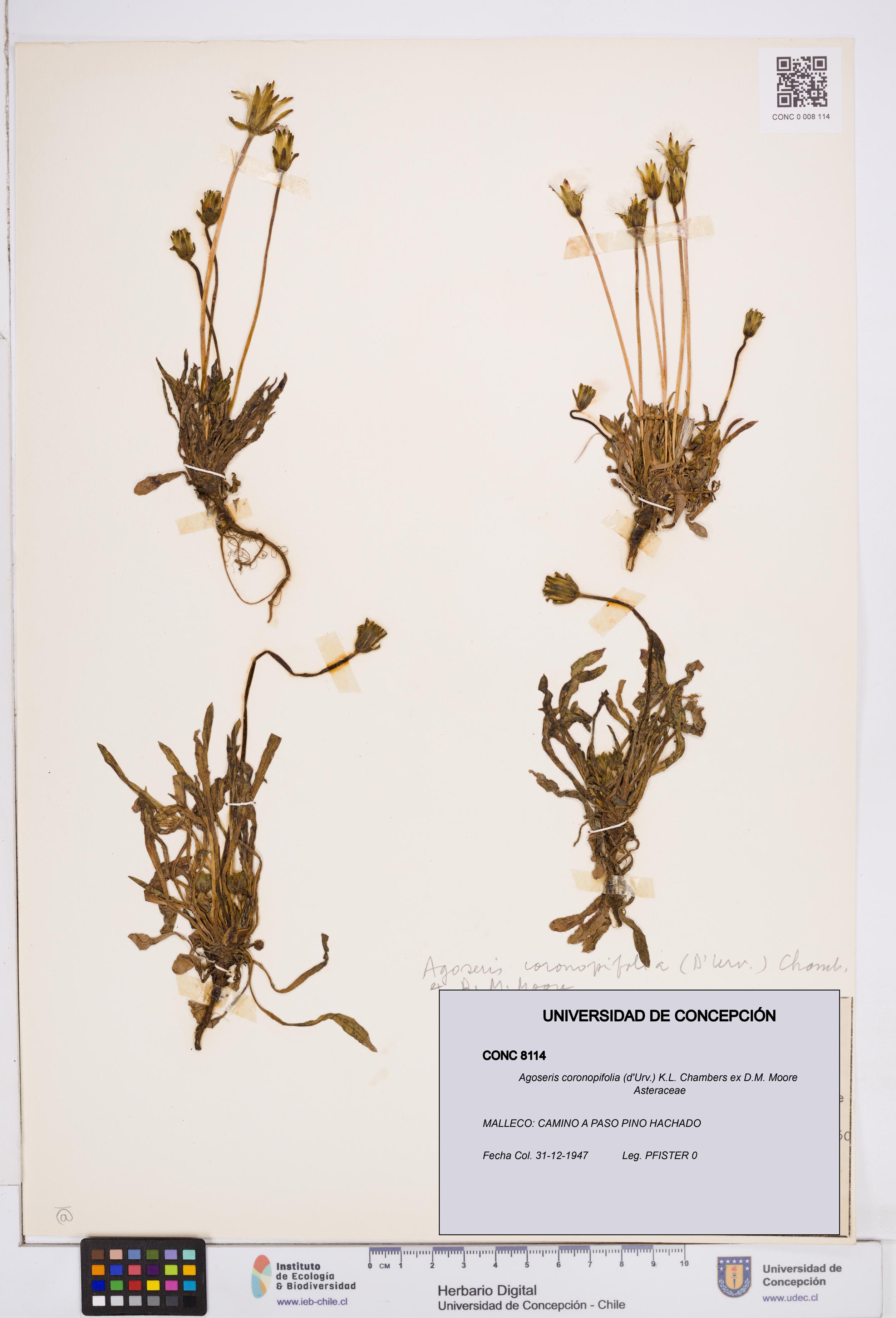 Agoseris coronopifolia [Espécimen: ]