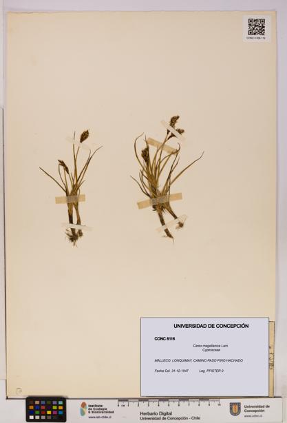 Carex magellanica [Espécimen: UDEC:CONC:0008116]