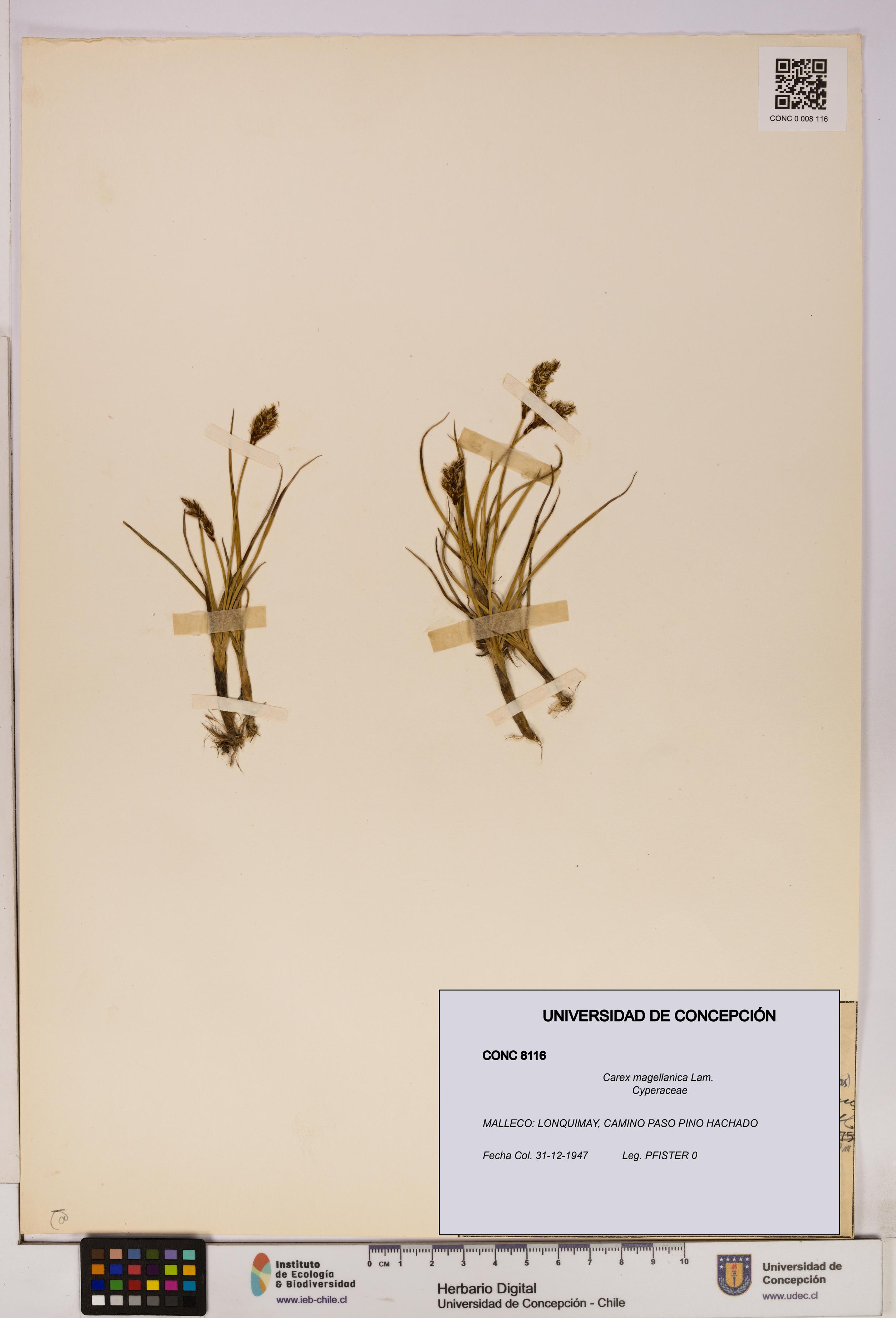 Carex magellanica [Espécimen: UDEC:CONC:0008116]