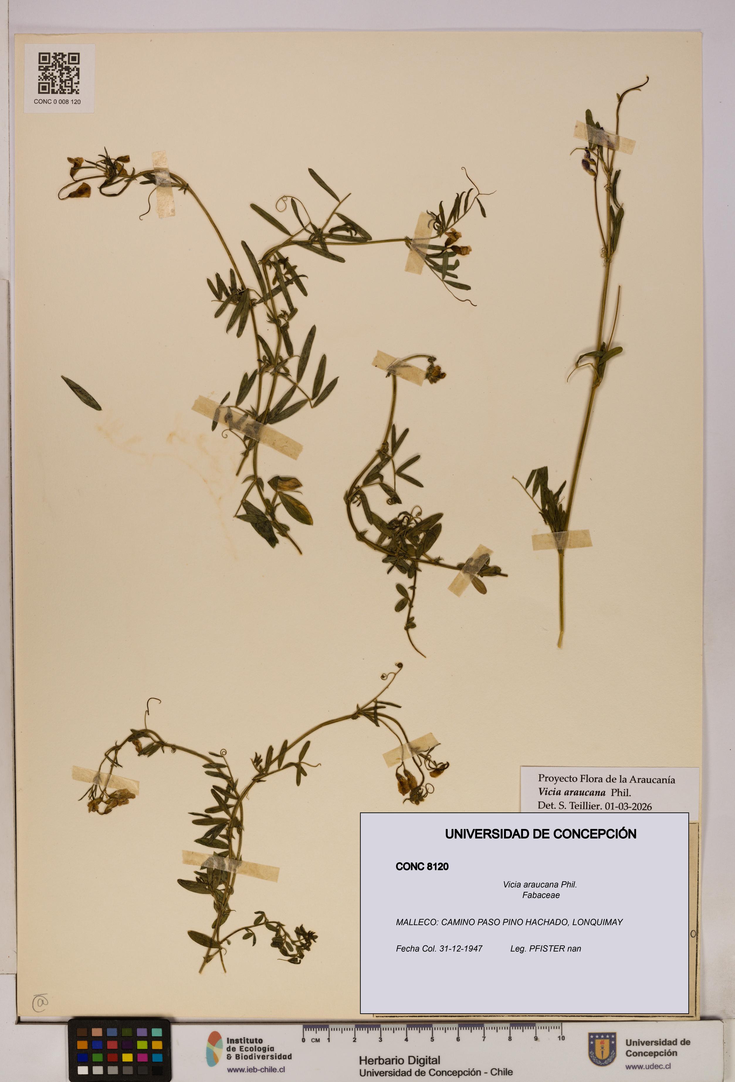 Vicia araucana [Espécimen: UDEC:CONC:0008120]