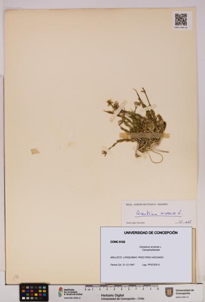 Cerastium arvense [Espécimen: UDEC:CONC:0008122]