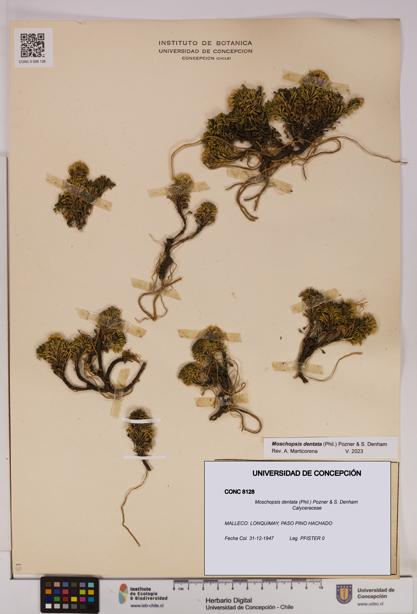Moschopsis dentata [Espécimen: UDEC:CONC:0008128]