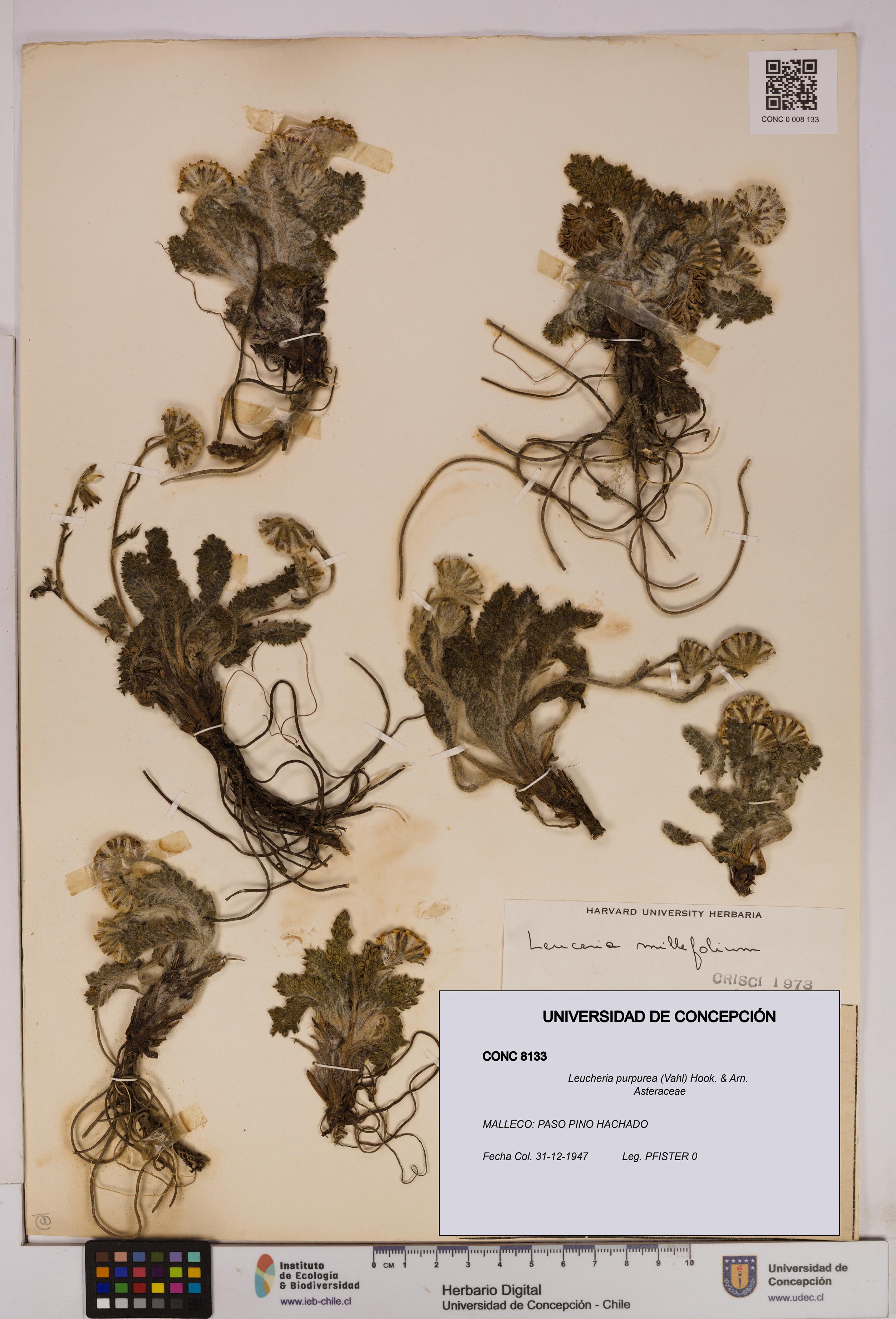 Leucheria purpurea [Espécimen: UDEC:CONC:0008133]