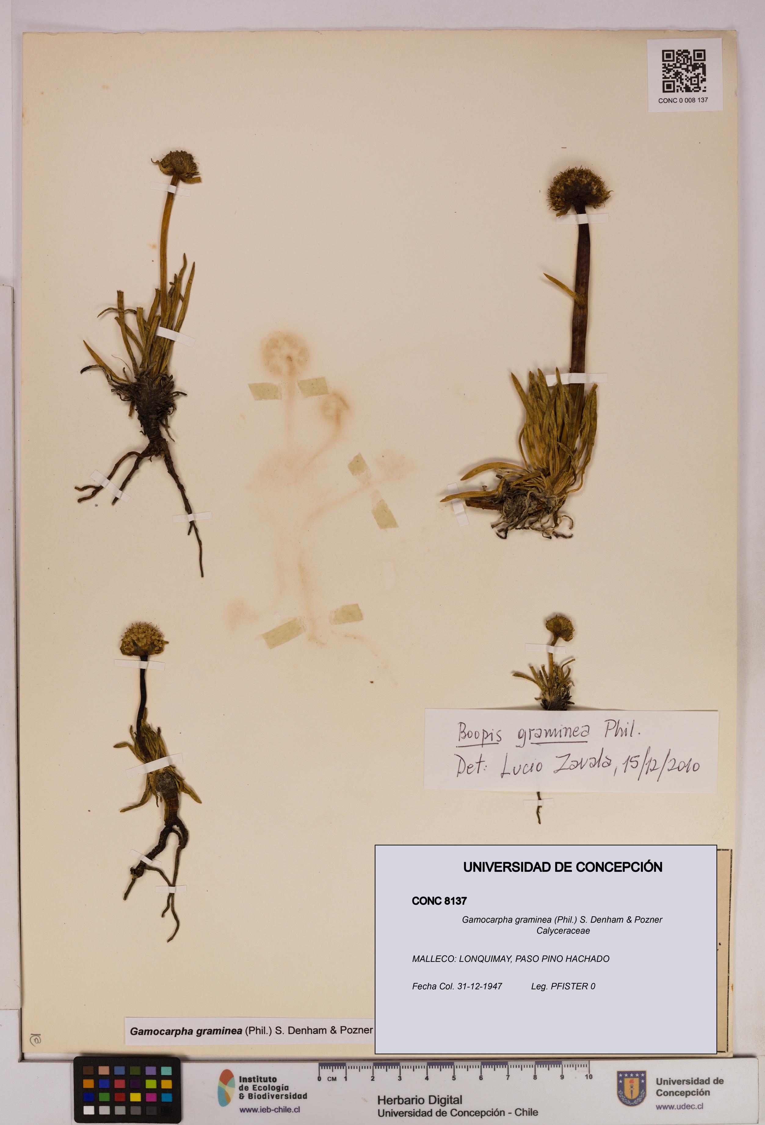 Gamocarpha graminea [Espécimen: UDEC:CONC:0008137]