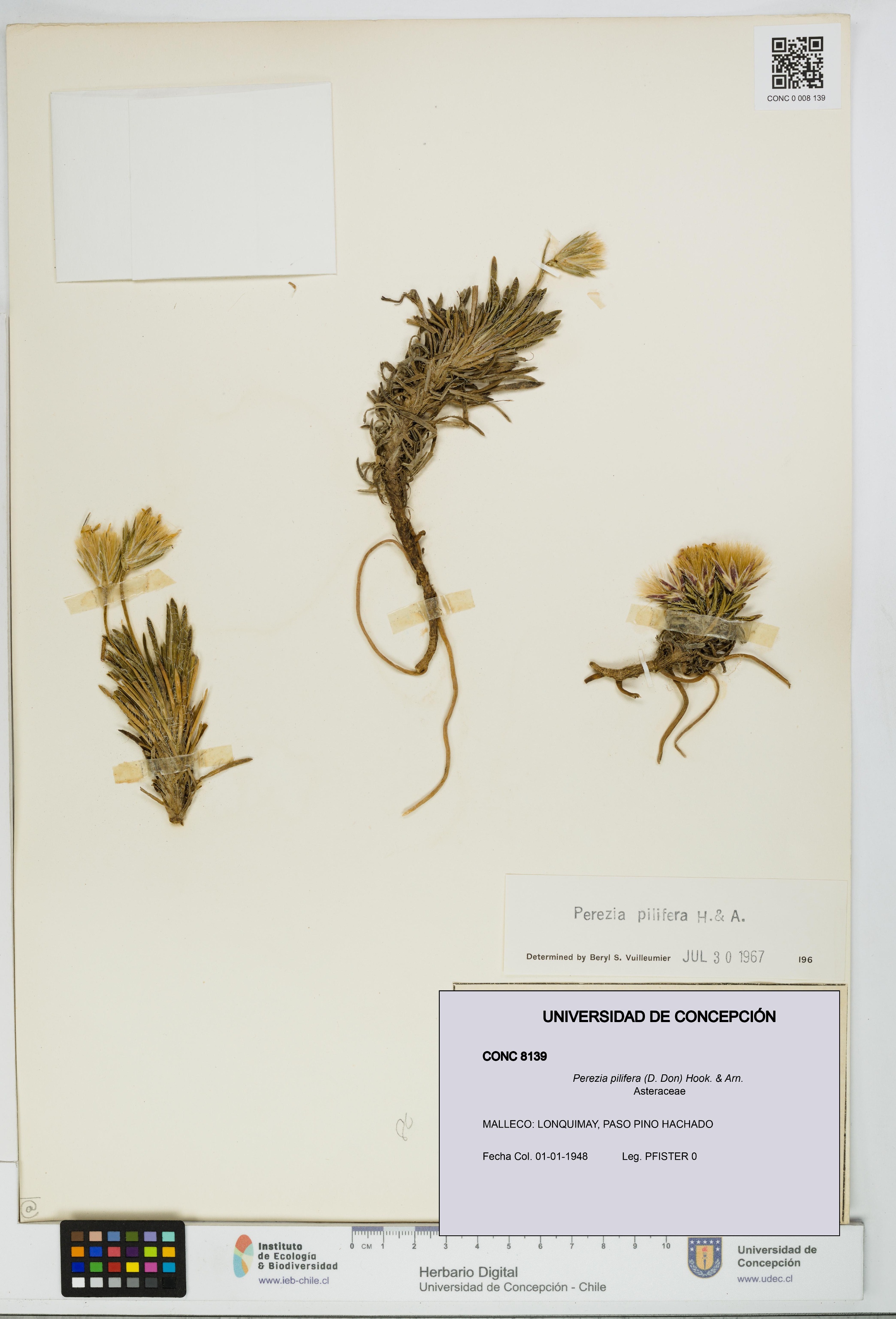 Perezia pilifera [Espécimen: UDEC:CONC:0008139]