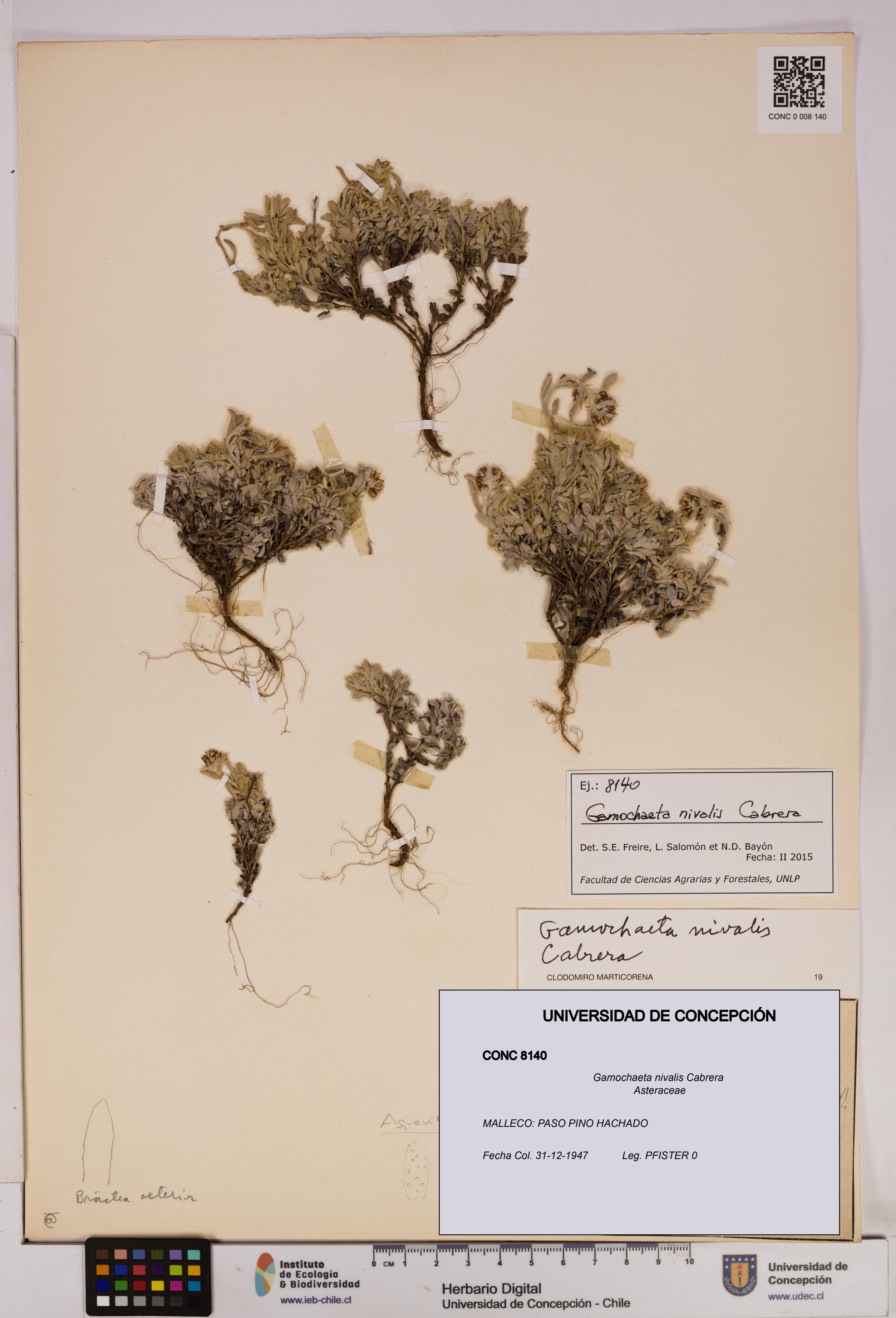 Gamochaeta nivalis [Espécimen: UDEC:CONC:0008140]