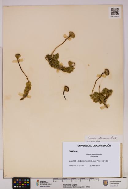 Senecio peteroanus [Espécimen: UDEC:CONC:0008141]