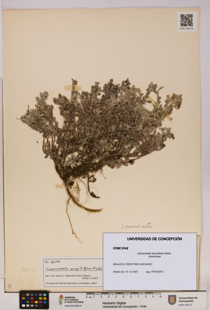 Gamochaeta serpyllifolia [Espécimen: UDEC:CONC:0008142]
