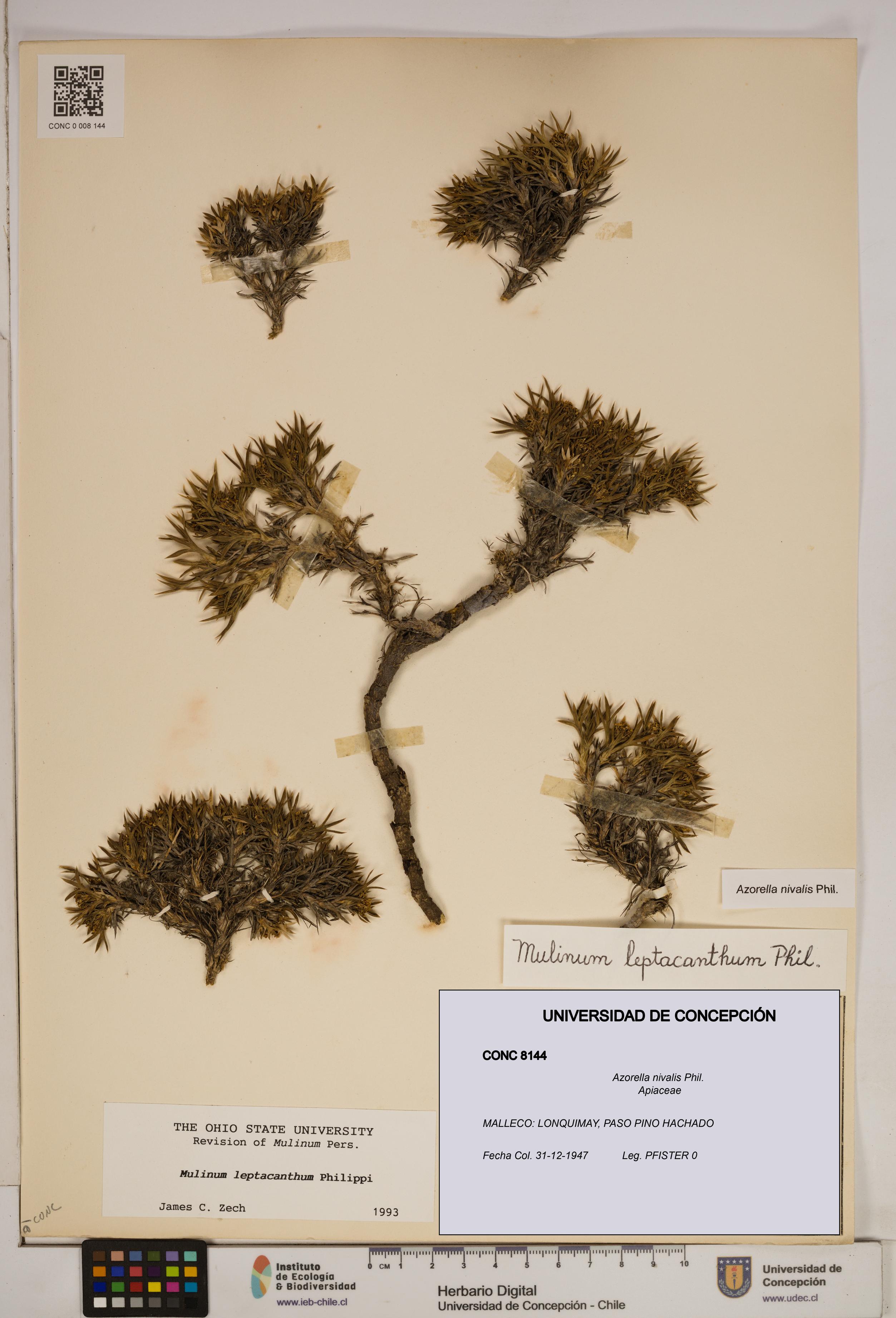 Azorella nivalis [Espécimen: ]