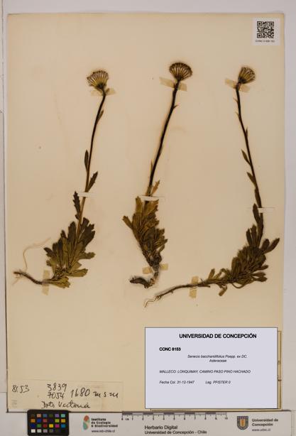 Senecio baccharidifolius [Espécimen: UDEC:CONC:0008153]