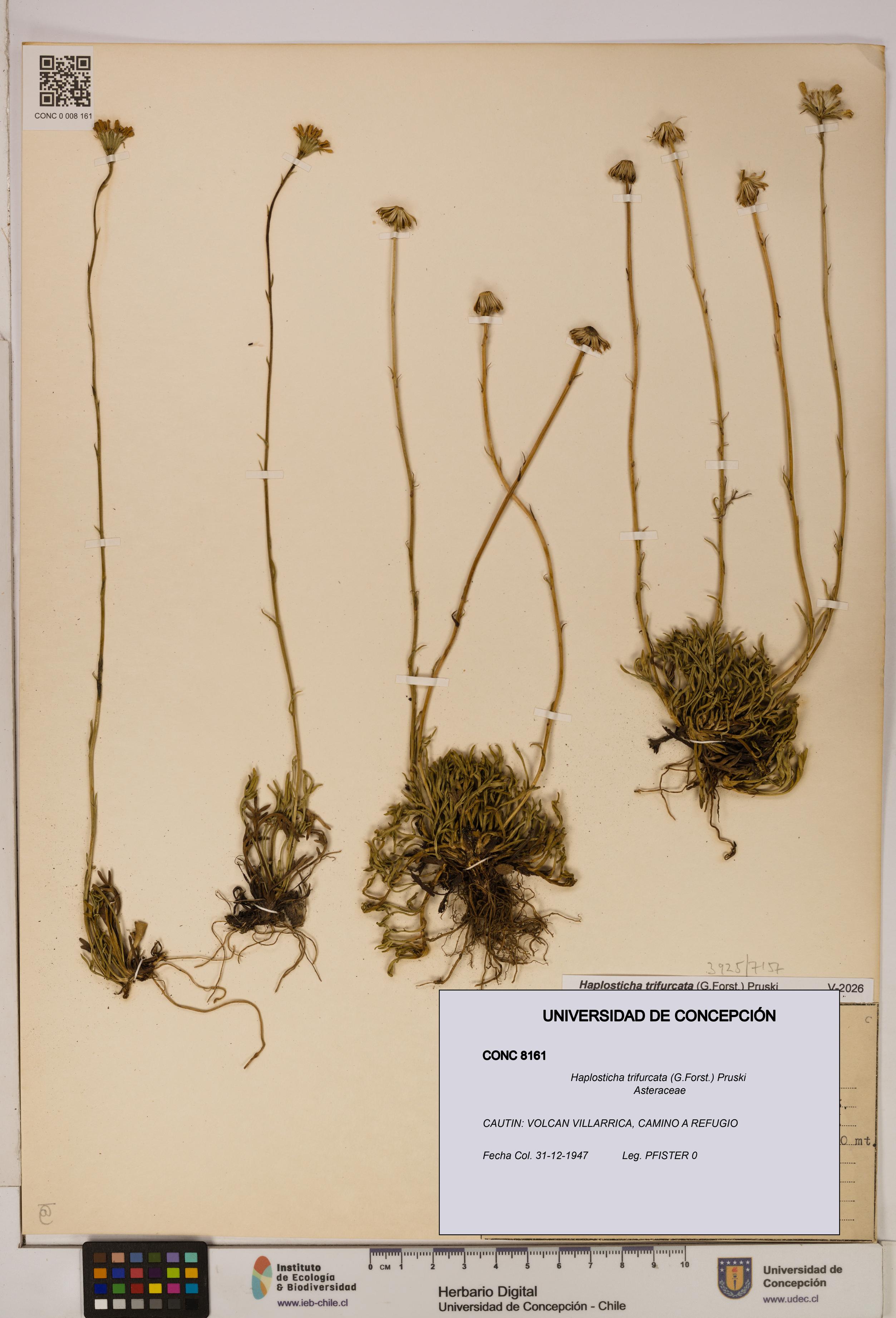 Haplosticha trifurcata [Espécimen: UDEC:CONC:0008161]