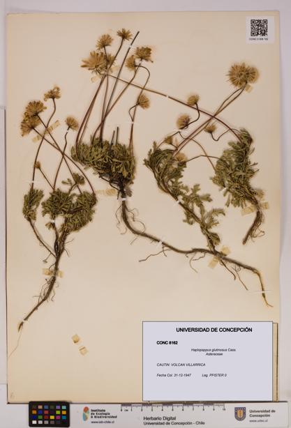 Haplopappus glutinosus [Espécimen: UDEC:CONC:0008162]