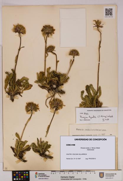 Perezia lyrata [Espécimen: UDEC:CONC:0008166]