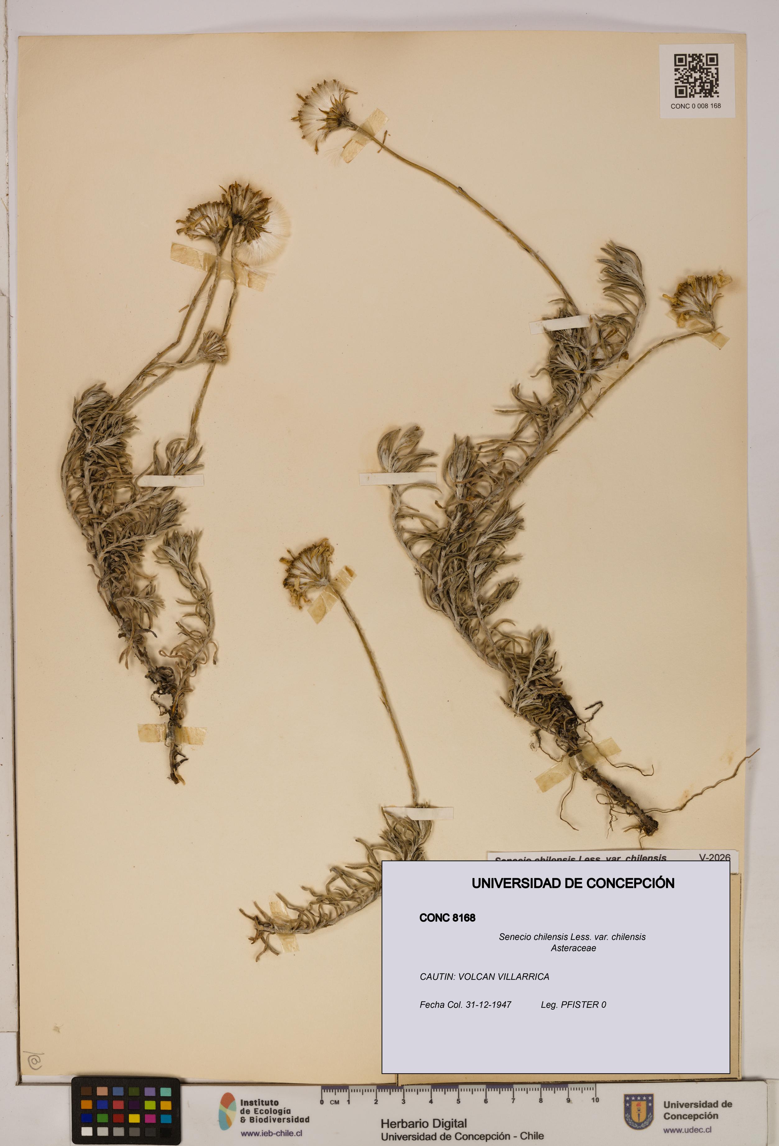 Senecio chilensis var. chilensis [Espécimen: UDEC:CONC:0008168]