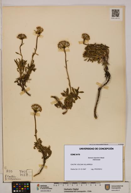 Senecio bipontinii [Espécimen: UDEC:CONC:0008173]
