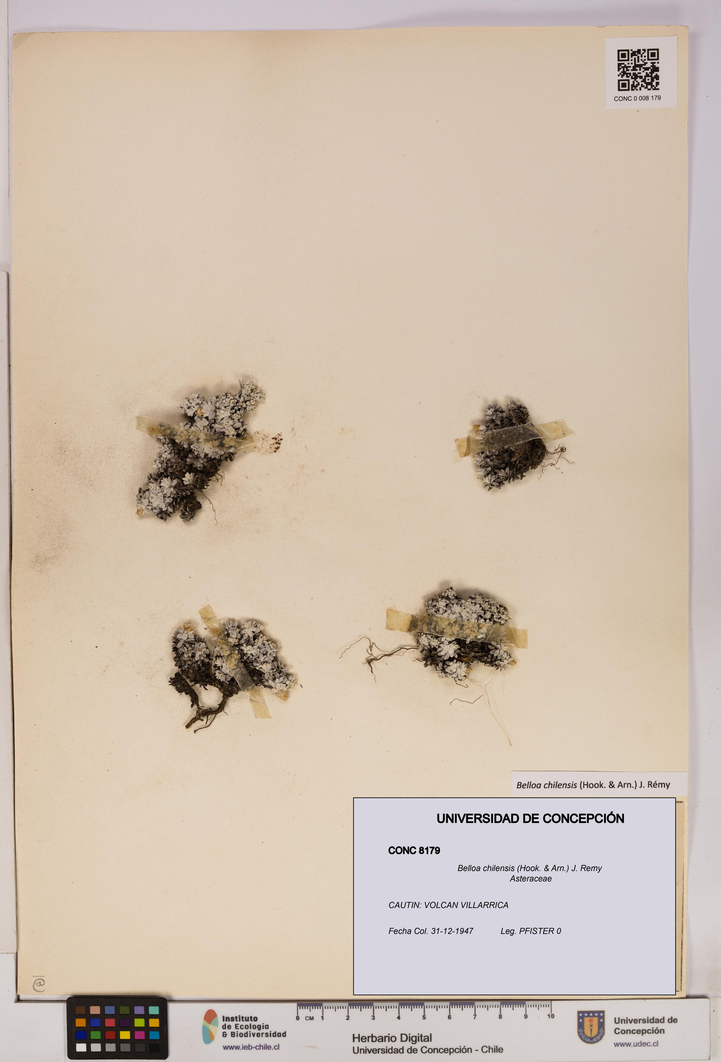 Belloa chilensis [Espécimen: UDEC:CONC:0008179]