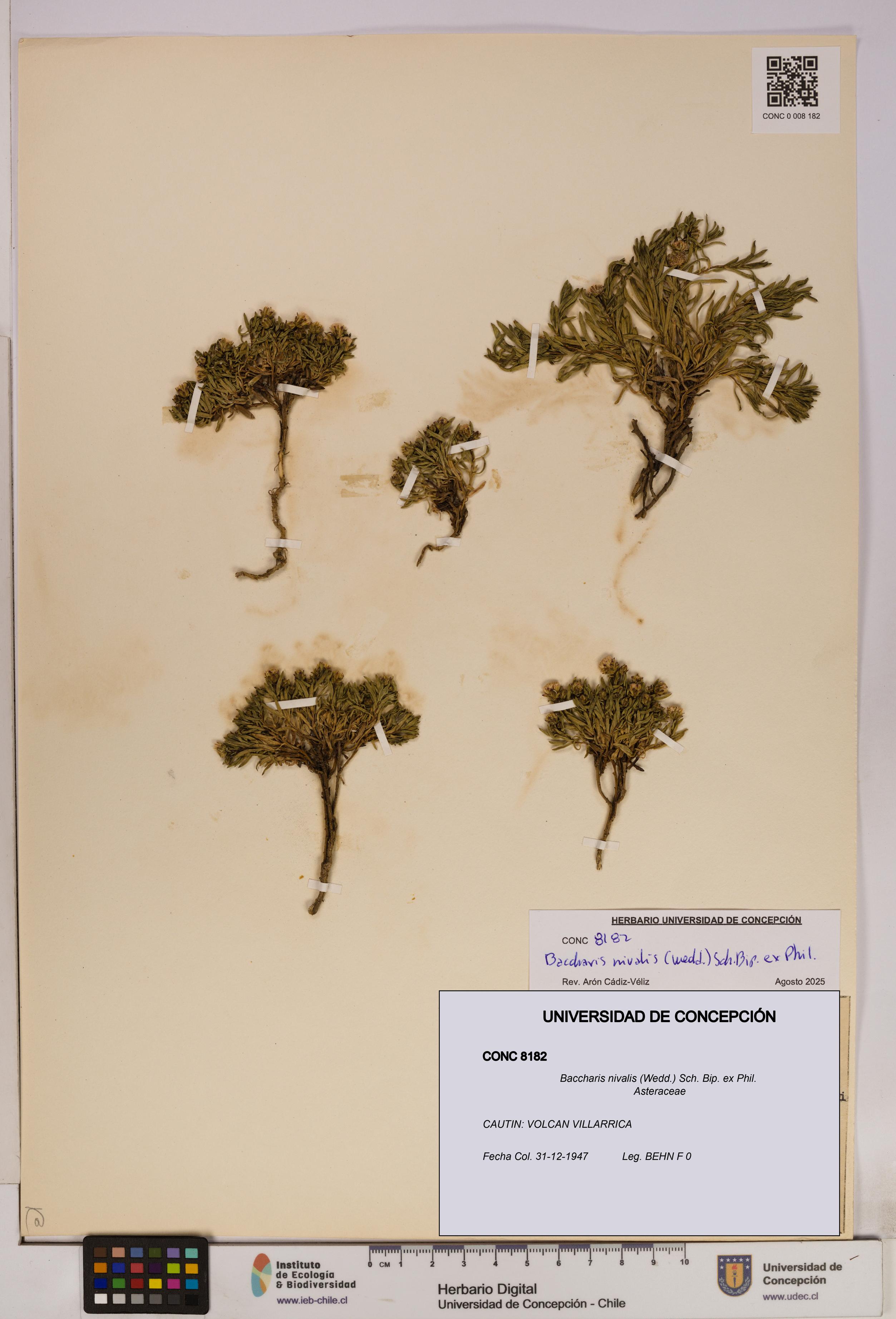 Baccharis nivalis [Espécimen: UDEC:CONC:0008182]