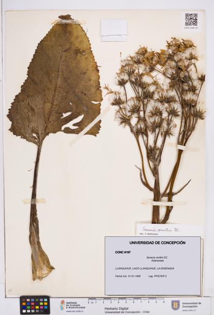 Senecio smithii [Espécimen: ]