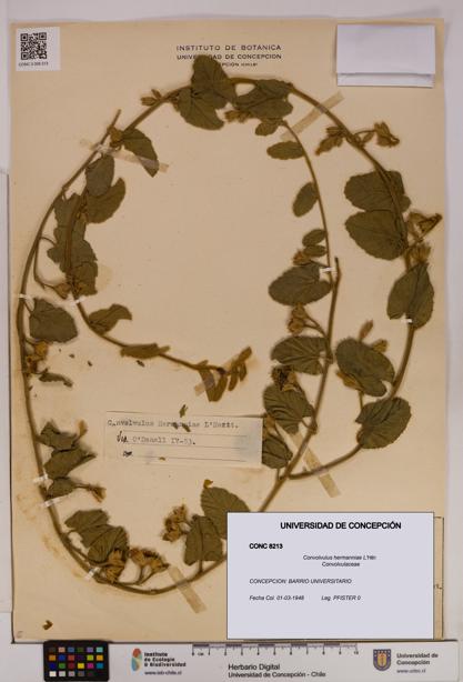Convolvulus hermanniae [Espécimen: UDEC:CONC:0008213]