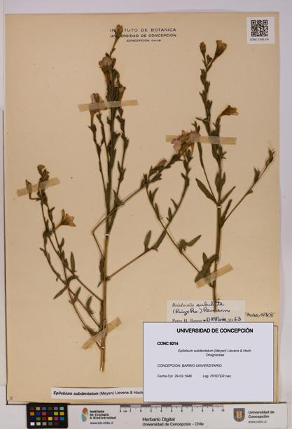 Epilobium subdentatum [Espécimen: UDEC:CONC:0008214]