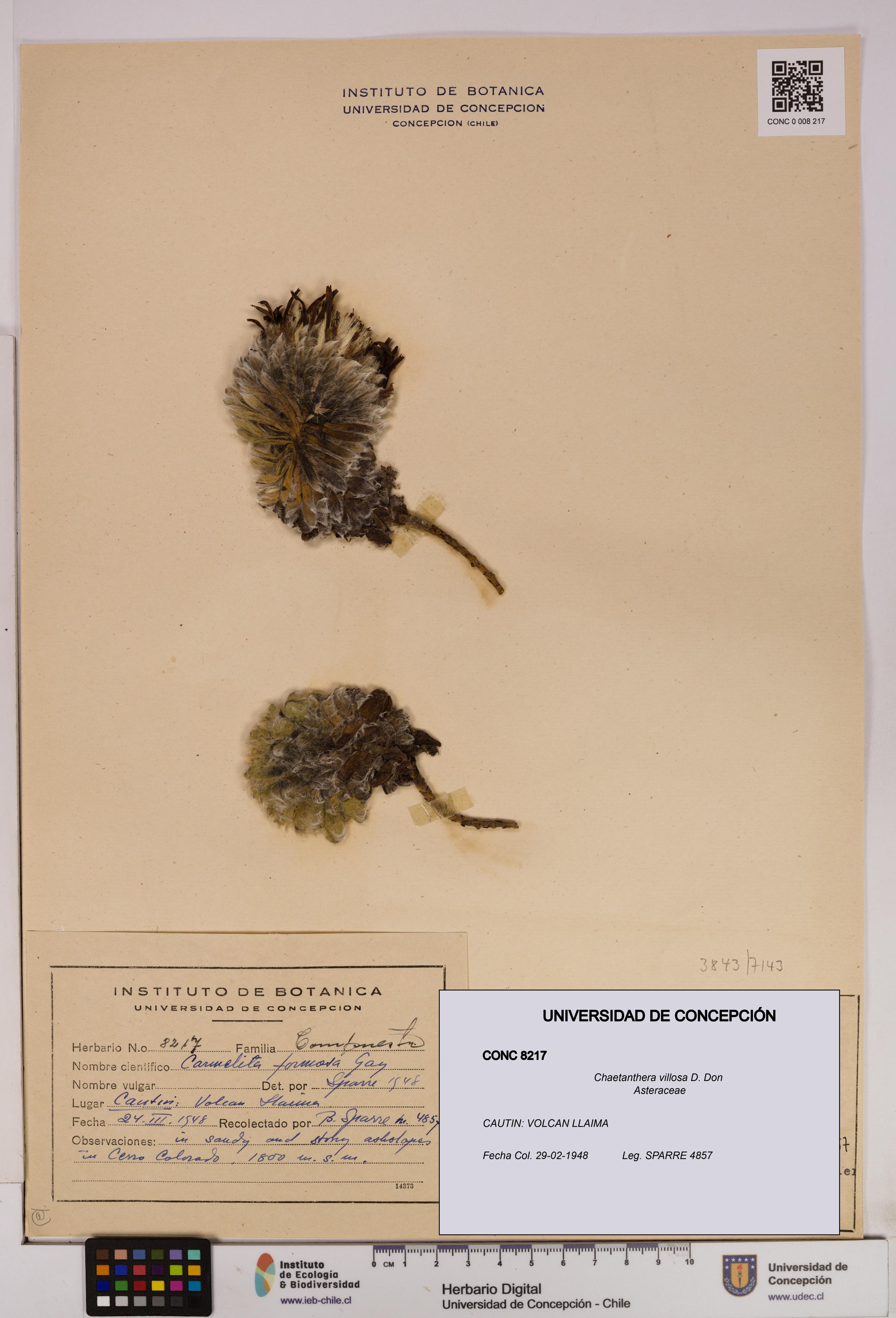 Chaetanthera villosa [Espécimen: UDEC:CONC:0008217]