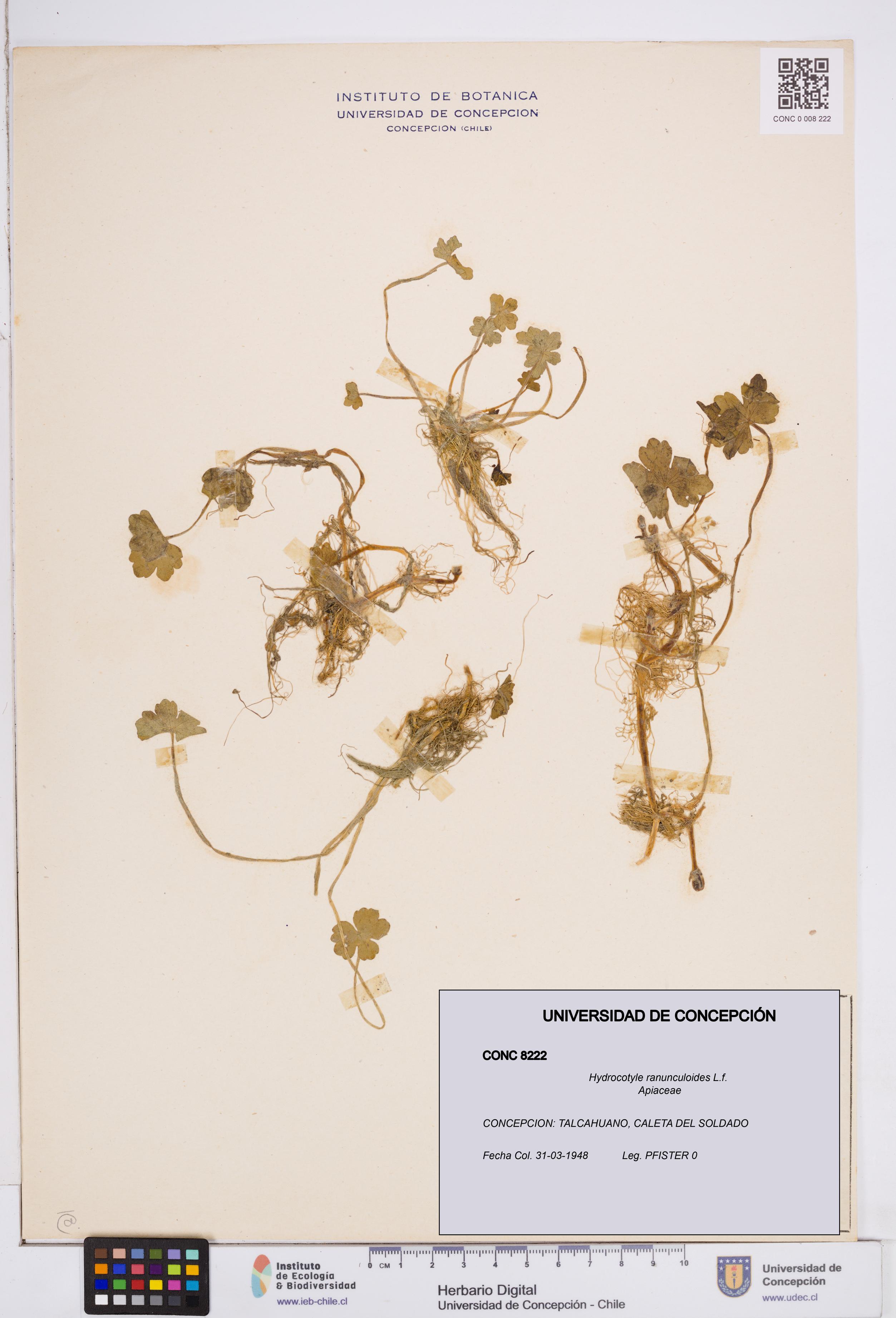 Hydrocotyle ranunculoides [Espécimen: ]