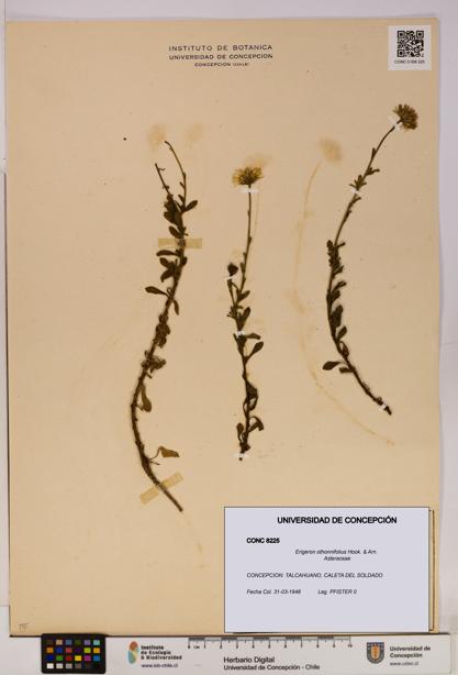Erigeron othonnifolius [Espécimen: UDEC:CONC:0008225]