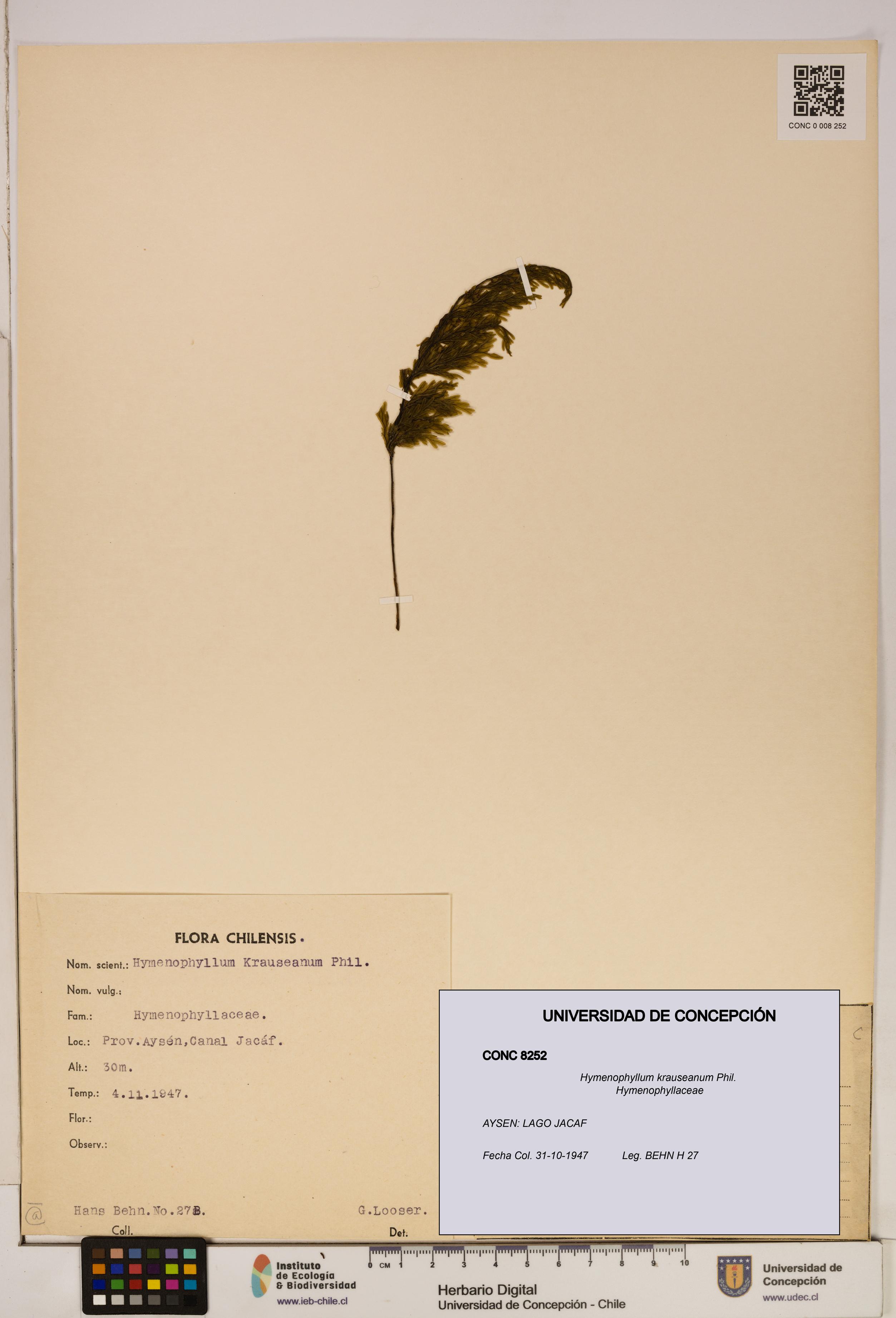 Hymenophyllum krauseanum [Espécimen: ]