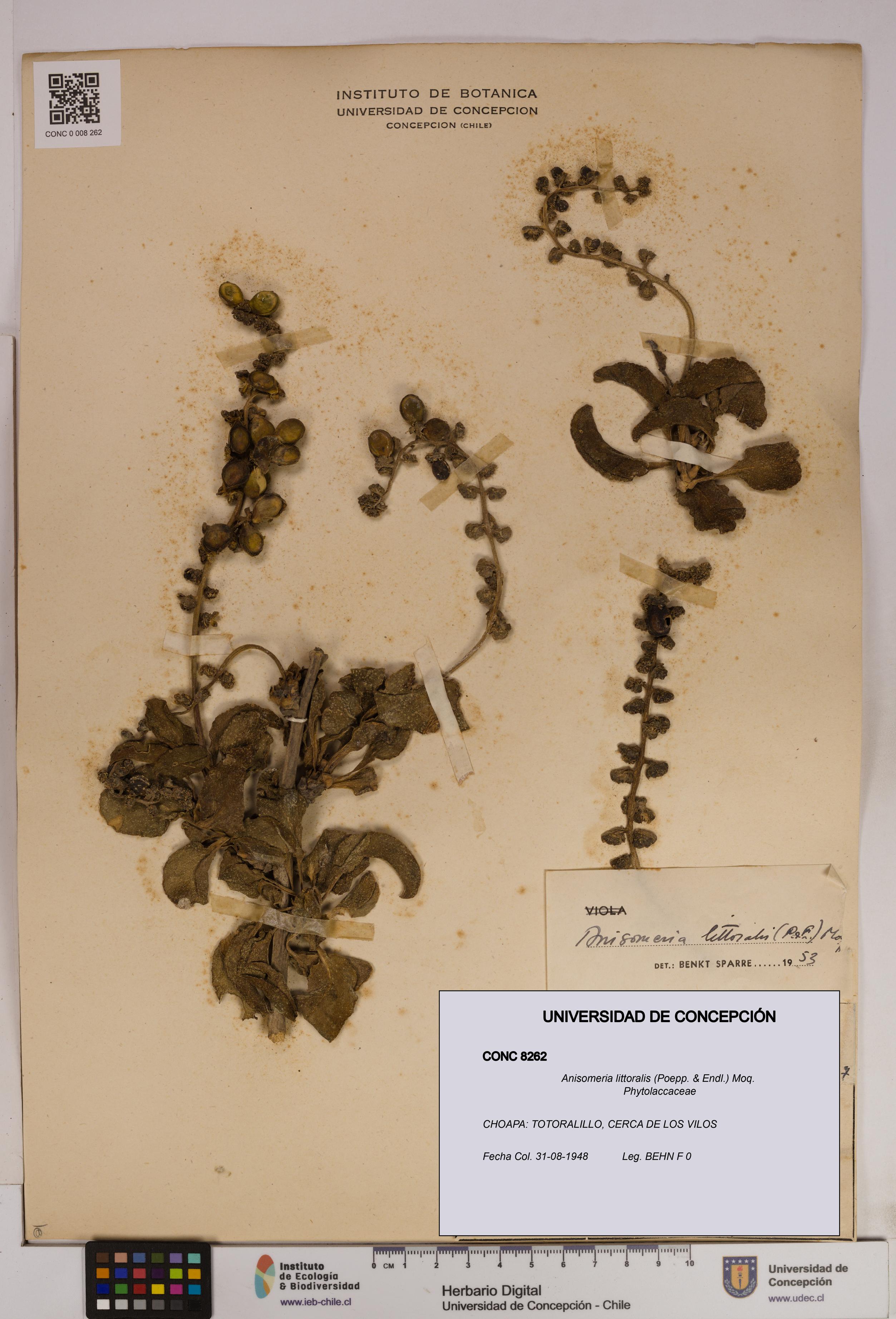 Anisomeria littoralis [Espécimen: UDEC:CONC:0008262]