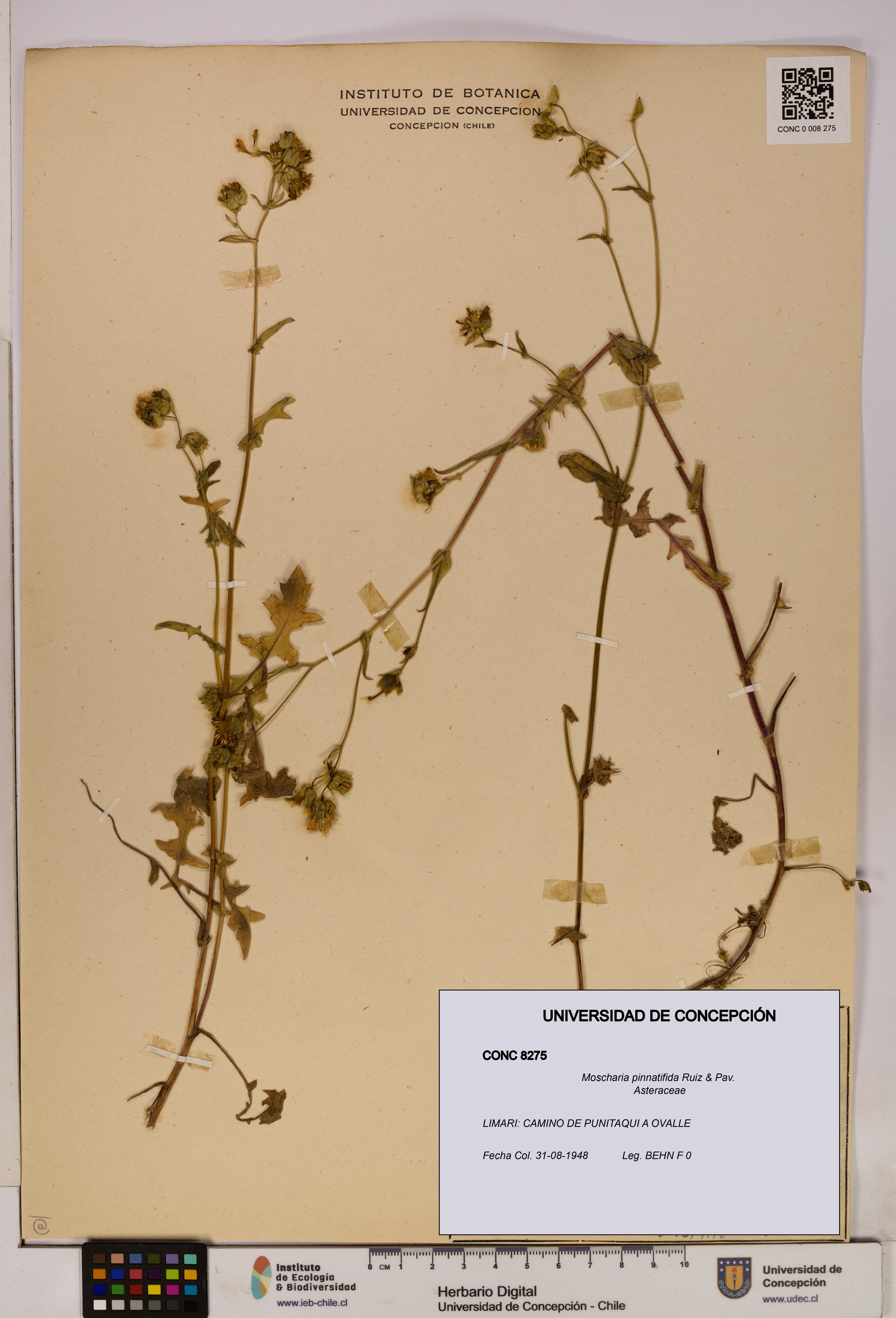 Moscharia pinnatifida [Espécimen: UDEC:CONC:0008275]