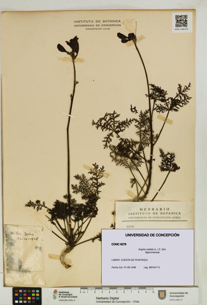 Argylia radiata [Espécimen: UDEC:CONC:0008276]