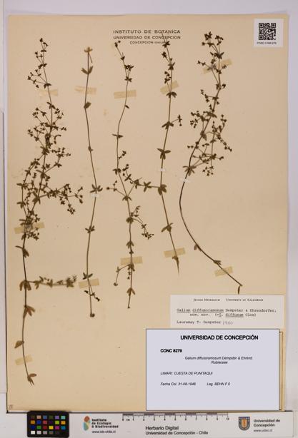 Galium diffusoramosum [Espécimen: UDEC:CONC:0008279]