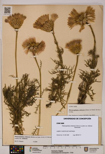 Plectocephalus chilensis [Espécimen: ]