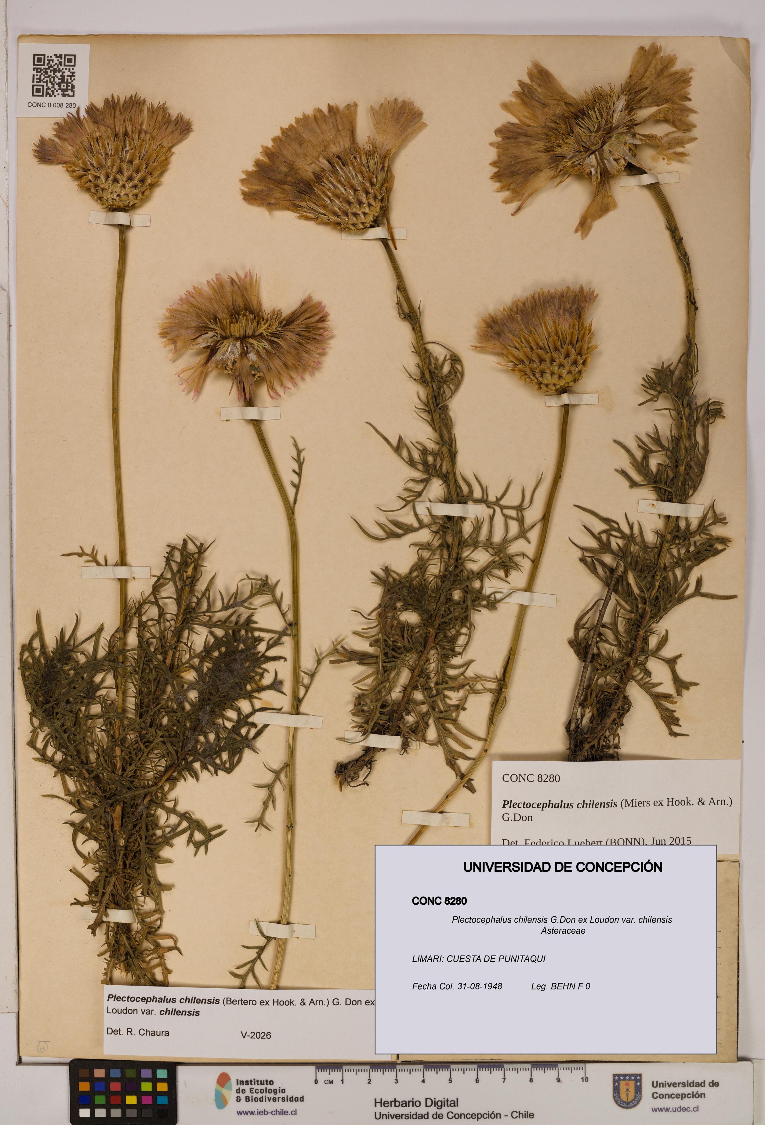 Plectocephalus chilensis [Espécimen: ]