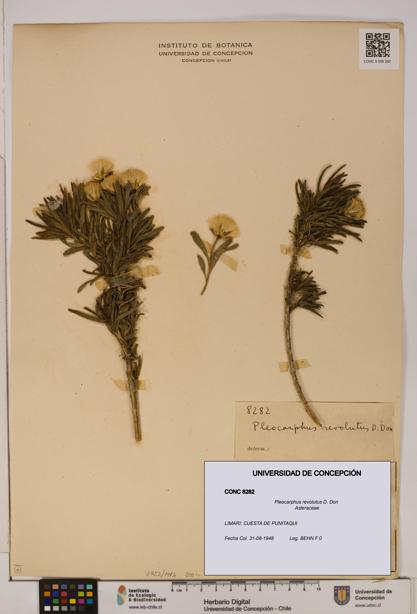 Pleocarphus revolutus [Espécimen: UDEC:CONC:0008282]