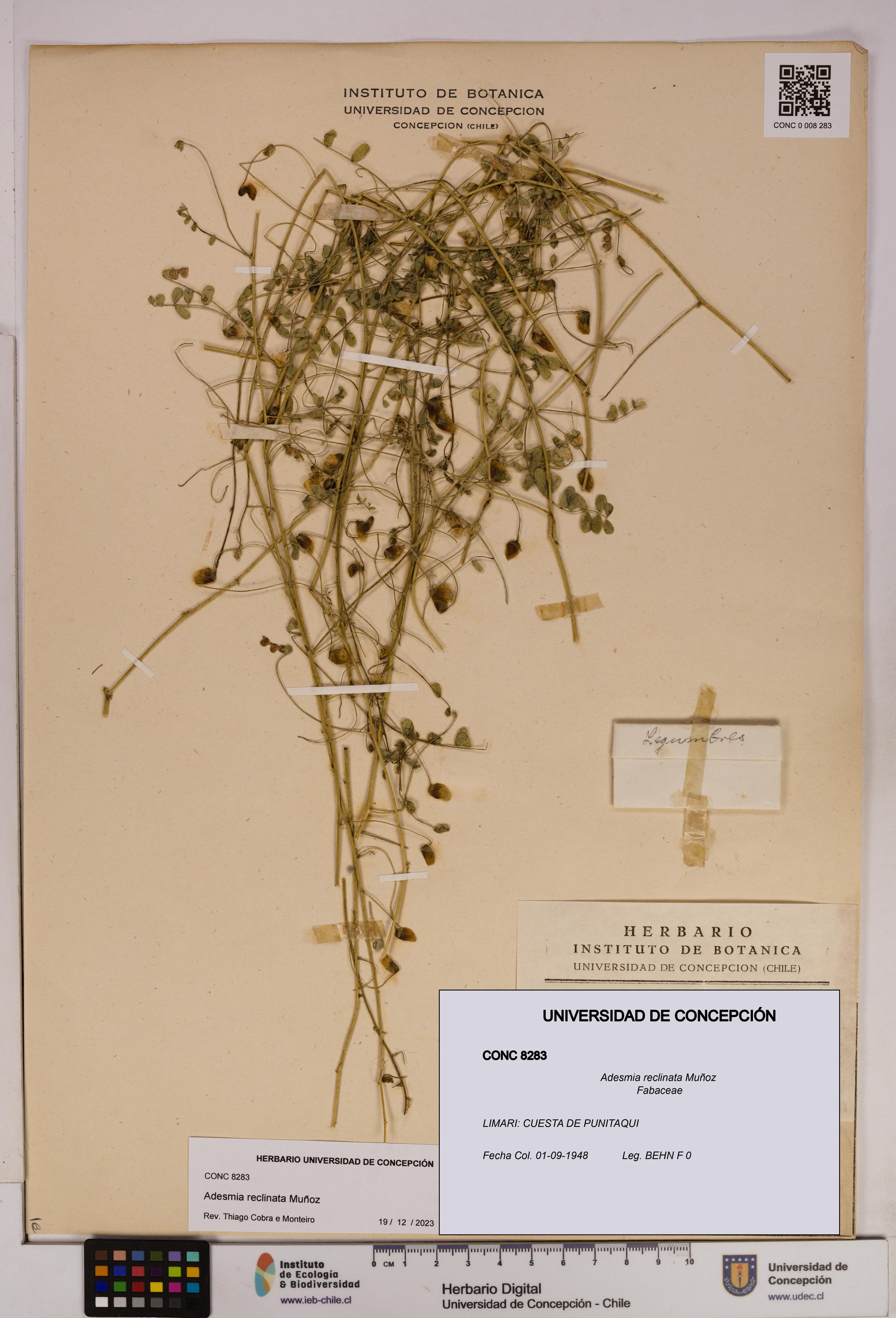 Adesmia reclinata [Espécimen: UDEC:CONC:0008283]