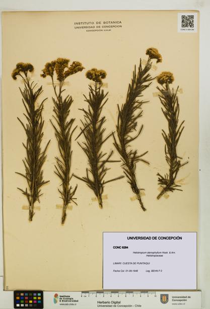 Heliotropium stenophyllum [Espécimen: UDEC:CONC:0008284]