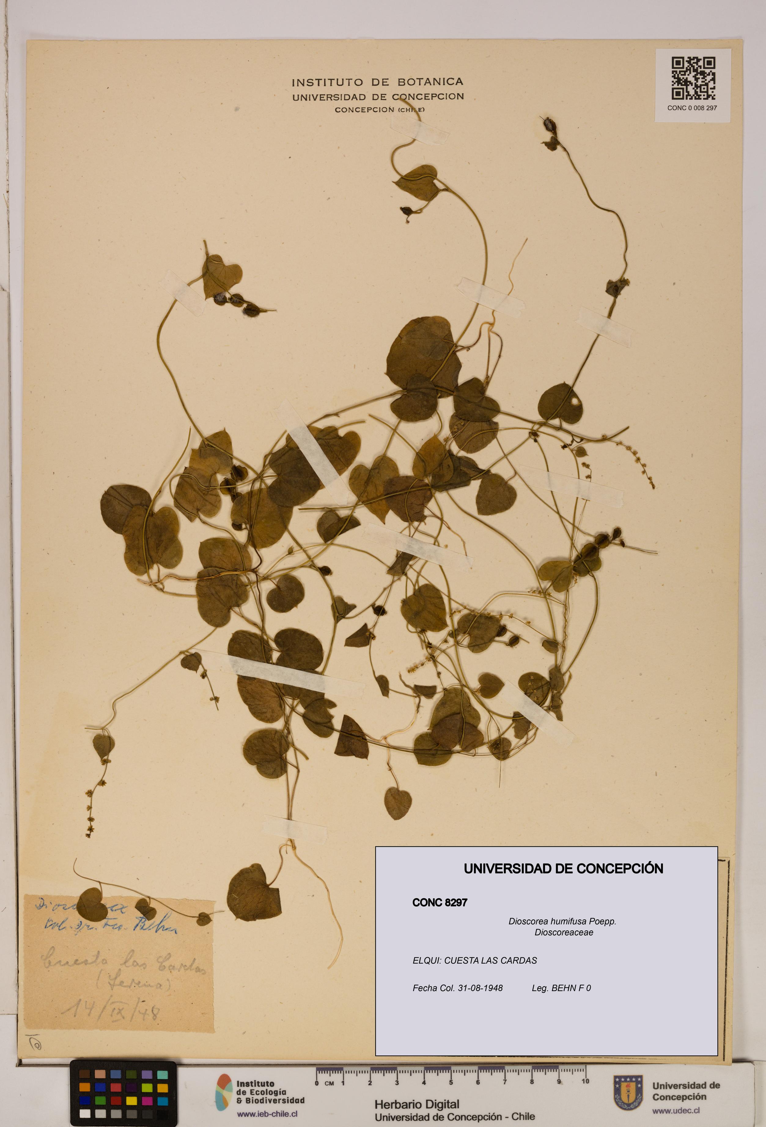Dioscorea humifusa [Espécimen: ]