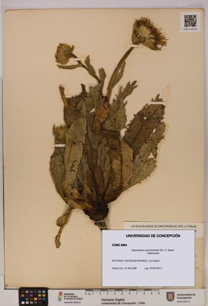 Hypochaeris scorzonerae [Espécimen: UDEC:CONC:0008304]